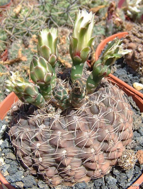 Gymnocalycium leptanthum JLcoll.1931